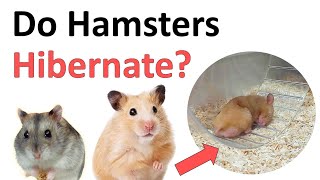 Do hamsters hibernate [upl. by Ela]