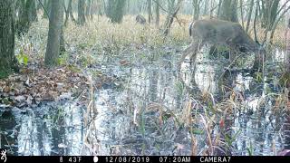 Trail Cam Video Swamp Bobcat and other swamp critters Public Land [upl. by Rramed]