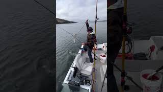 Halibut Fishing Tomales Bay🔥fishing shortsfeed shorts salt [upl. by Tavie]