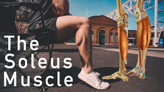 Burn more calories while sitting  The Soleus Pushup and Anatomy of Calf Muscles [upl. by Nitfa]