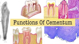 Functions of cementum A2ZDentistry [upl. by Mok855]