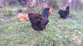 Double laced Barnevelder hens [upl. by Jacqui]