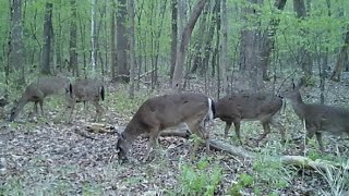 Peaceful morning with the Deer browning trailcam deerhunting deer CKAMERICA [upl. by Eedia]