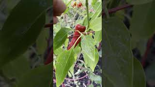 Harvesting a Fresno Pepper 🌶 09 Sep 24 [upl. by Afirahs]