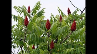 Sumac What is it Whats it good for [upl. by Cyd178]