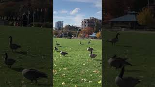 Canadian goose resting [upl. by Dlnaod]