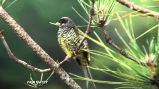 Swallowtailed Cotinga Phibalura flavirostrismp4 [upl. by Atinrahc174]