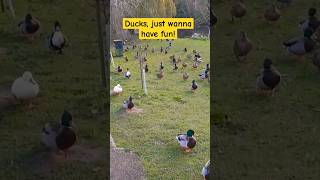 Ducks in HEACHAM are having fun [upl. by Applegate118]