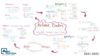 21 Ketone bodies part 03 Ketolysis Moaz Wahdan [upl. by Ias598]