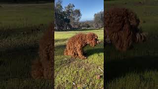 Janines Babblings First course rabbit dropping second course kangaroo poo [upl. by Cosmo678]