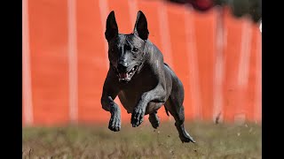 Dulcies Fast Cat Runs at Fayetteville Kennel Club on Oct 19th and 20th of 2024 [upl. by Yeargain]