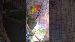 🦜🍁The lonely birds 🍁🦜the lonely birds trendingshort viralvideo shortviral fypシ゚viral shorts [upl. by Retrac588]