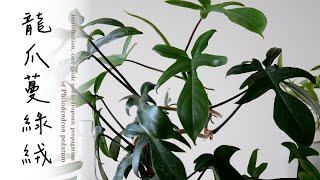 龍爪蔓綠絨外形獨特又好照顧🌿養護與繁殖 Care guide amp hydroponic propagation of Philodendron pedatum 室內植物 [upl. by Comyns419]