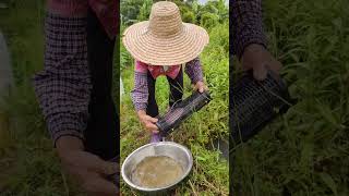 经验丰富的老奶奶每次抓泥鳅都收获满足Experienced grandmothers are satisfied every time they catch loaches fishing [upl. by Aicilla500]