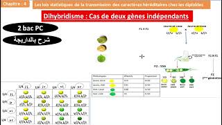 Dihybridisme gènes indépendants 2bac PC option Français شرح بالداريجة [upl. by Shanley]