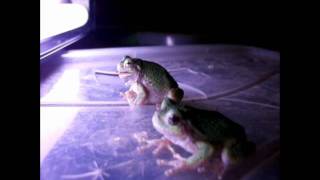 2 Gray Grey Tree Frogs Eating Giant Moths [upl. by Niwdla635]