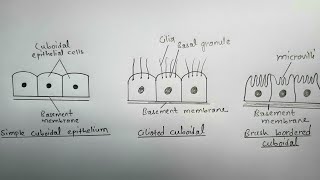 How to draw simple cuboidal epithelium  different types of cuboidal epithelium  most easy way [upl. by Nickerson]