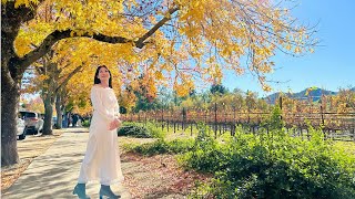 Napa mùa thu thật đẹp lãng mạn và quyến rũ 🍂❤️🍁 gianbếpmẹtôi napa yountville [upl. by Ahcmis]