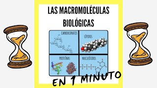 Las Macromoléculas Biológicas EN 1 MINUTO [upl. by Eileek]