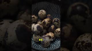 10 facts about Quails egg quaileggs food shorts shortvideo youtubeshorts quail egg [upl. by Veronika]