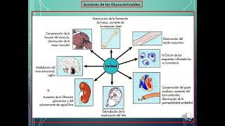 Eje hipotálamohipófisiscorteza adrenal [upl. by Tann]