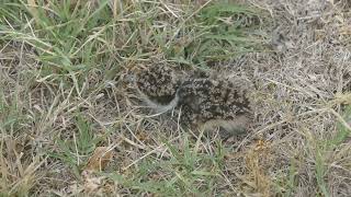 Masked Lapwing chicks are so cute [upl. by Cole173]