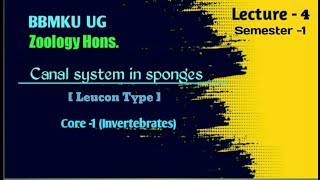 Leucon type Canal system in sponges  BSc Ug  Zoology Hons  BBMKU [upl. by Hplar364]