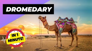 Dromedary  In 1 Minute 🐪 One Of The Tallest Animals In The World  1 Minute Animals [upl. by Nroht]