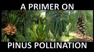 A Primer on Pinus Pollination [upl. by Boj40]