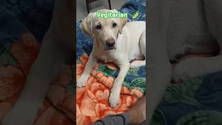 My vegitarian dog 😂😂 🫛🫛shorts dog viral vegitarian dog food [upl. by Namlas]