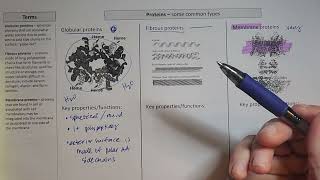 Globular Fibrous and Membrane Protein  basic comparison [upl. by Melisent]