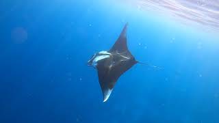 Snorkeling in Sharks Bay Sharm El Sheikh Egypt Red Sea May 2021 [upl. by Ytirahs]