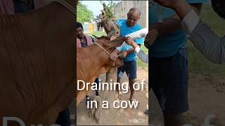 Draining of a cow Treatment of actinomycosis Treatment of abscess [upl. by Patricio]