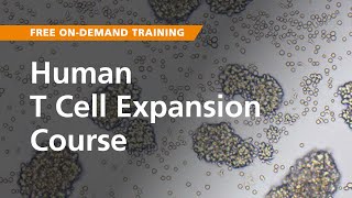 OnDemand Training Human T Cell Expansion [upl. by Libys69]