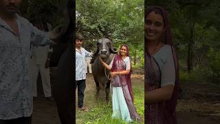 jafarabadi buffalo gujarat priyankadinudairyfarm shorts video viralvideo dairyfarm [upl. by Drahnreb9]