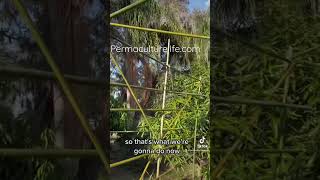 Building my bamboo loofah trellis [upl. by Miner758]