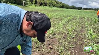 Tecnologías para el Control de Plagas en el Cultivo de Maíz CulturAgroTV INTA [upl. by Ocirnor594]