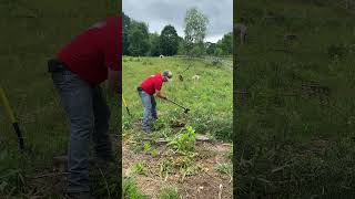 Battle of the Thistle farmlife pasture pasturemanagement Filmed June 21st [upl. by Moseley]