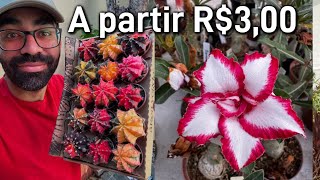 CactosSuculentas e Rosas do deserto a partir R300 [upl. by Sondra]