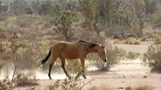 Wild Horses in Mohave County Arizona [upl. by Zacharias]