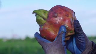 The Life Cycle of Euryale Ferox  Modern Agriculture Planting and Harvesting Gorgon Fruit [upl. by Damien]