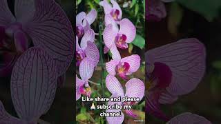 Orchid flower Garden lovers [upl. by Nivel]