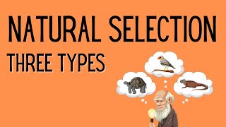 Natural Selection  3 Types [upl. by Nothsa]