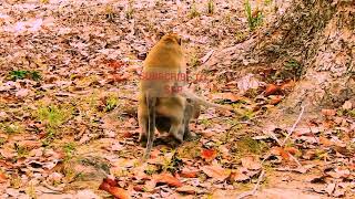 monkeys 🐒 🙈 🙊  Monkey Asked For Mating  Animal Mating  Monkey mating successfully [upl. by Ijat]