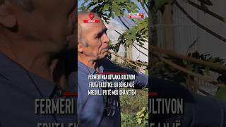 Fermeri nga Divjaka kultivon fruta ekzotike Do bëhej një mrekulli po të mos isha vetëm [upl. by Niels]