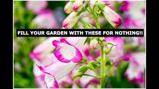 How to take cuttings of Penstemon and fill your garden with colour [upl. by Amalie431]