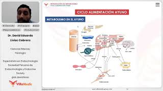 Integración del metabolismo  Ciclo alimentación ayuno [upl. by Eelimaj336]