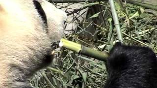 How a Panda eats bamboo Panda nursery near Chengdu China [upl. by Eahsel]