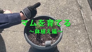 【2022年版】マムを育てる～鉢植え編～ [upl. by Agretha]