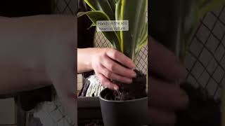 INDOOR PLANTING  Soil in my Hands [upl. by Yar]